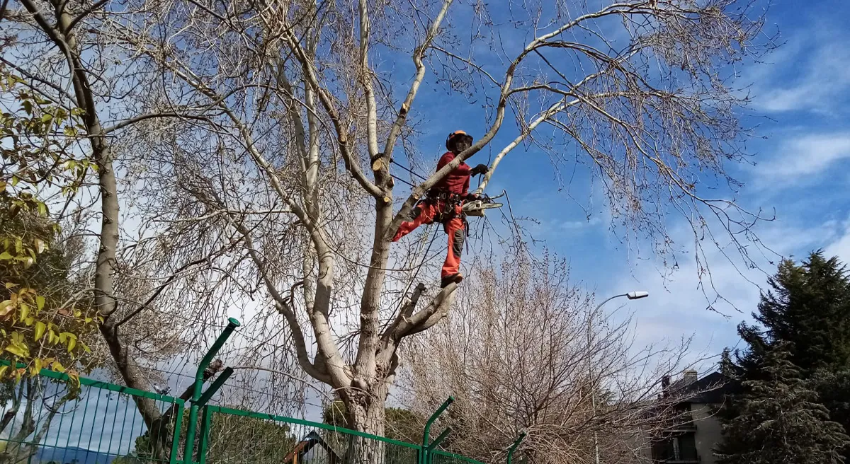 Cabecera-QuienesSomos Poda en altura