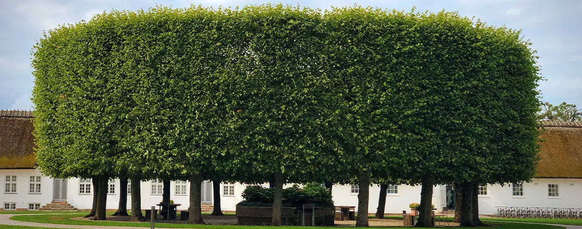 Imagen-servicios Árboles en circulo